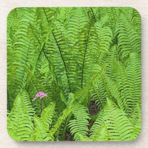 USA, Washington, Seattle, Washington Park Coaster