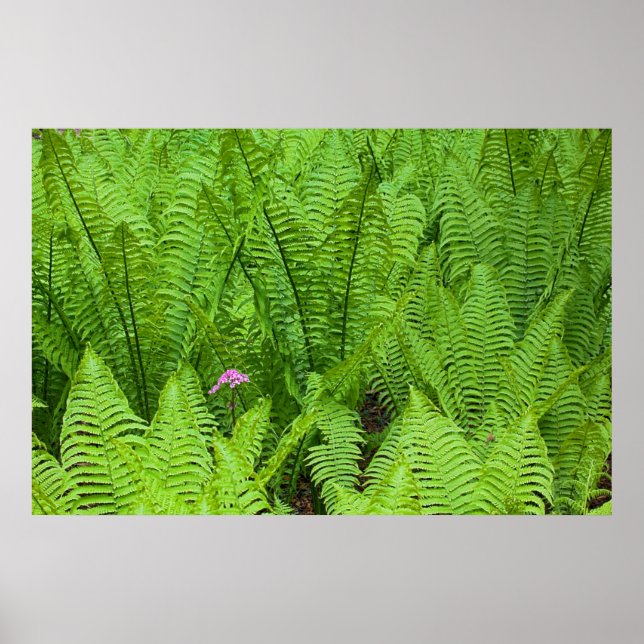 USA, Washington, Seattle, Washington Park Poster (Front)