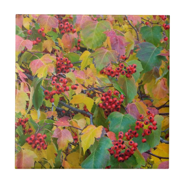 USA, Washington, Spokane County, Hawthorn Leaves 2 Ceramic Tile (Front)