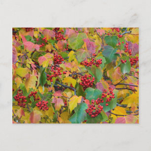 USA, Washington, Spokane County, Hawthorn Leaves 2 Postcard