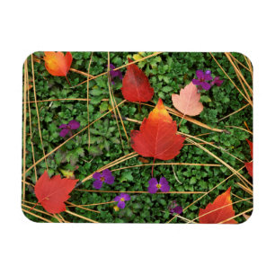 USA, Washington, Spokane County, Hawthorn Leaves 3 Magnet