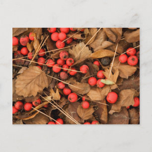 USA, Washington, Spokane County, Hawthorn Leaves Postcard
