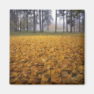 USA, Washington, Spokane, Manito Park, Autumn Magnet