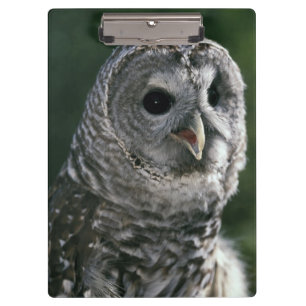 USA, Washington State. Barred Owl (Strix varia) Clipboard