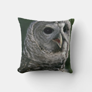 USA, Washington State. Barred Owl (Strix varia) Cushion