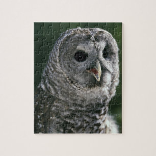 USA, Washington State. Barred Owl (Strix varia) Jigsaw Puzzle