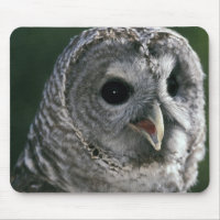 USA, Washington State. Barred Owl (Strix varia)