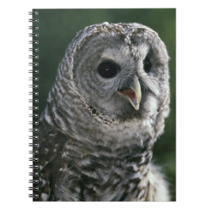USA, Washington State. Barred Owl (Strix varia) Notebook