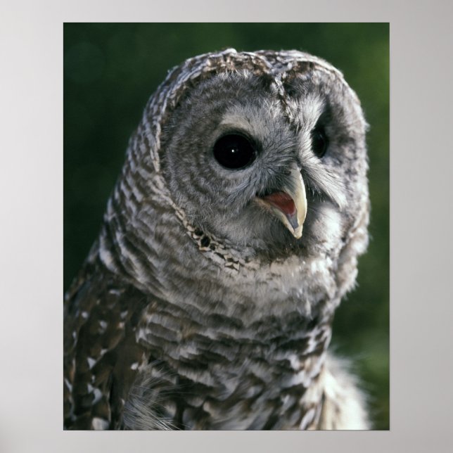 USA, Washington State. Barred Owl (Strix varia) Poster (Front)
