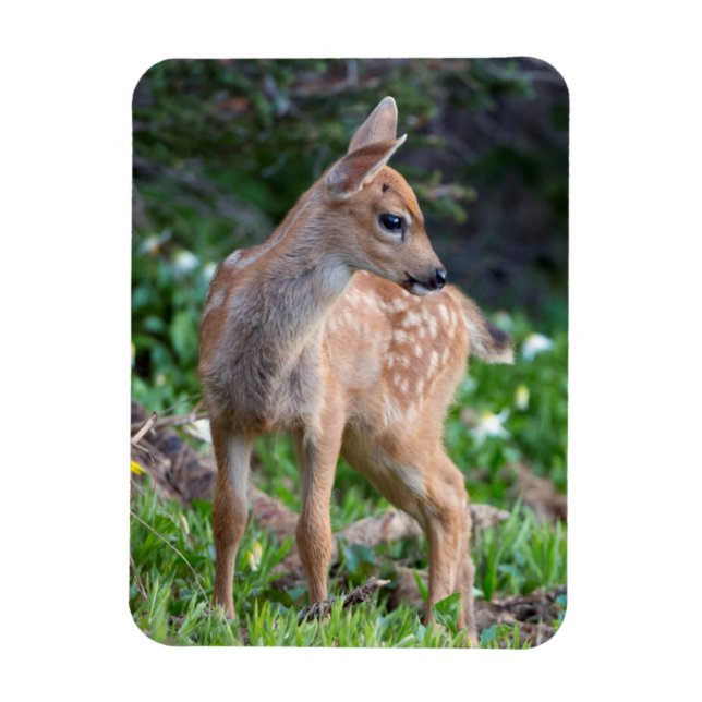 USA, Washington State. Blacktail Deer Fawn Magnet (Vertical)