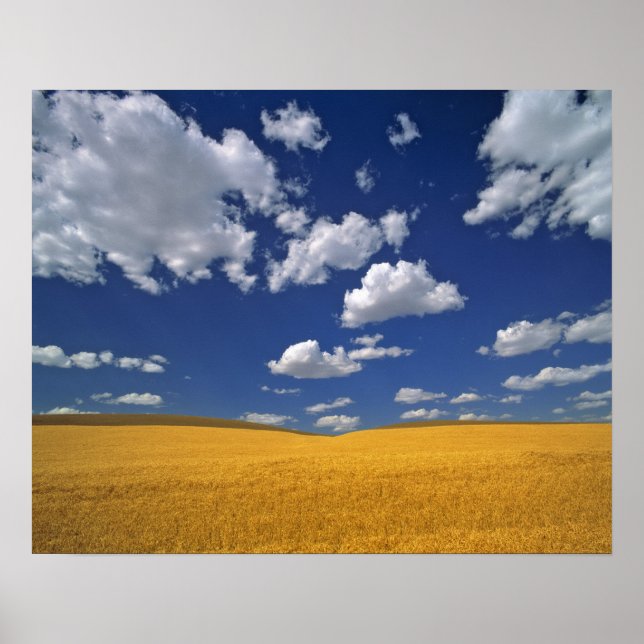 USA, Washington State, Colfax. Ripe barley meets Poster (Front)