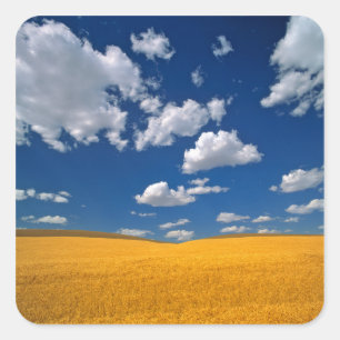 USA, Washington State, Colfax. Ripe barley meets Square Sticker