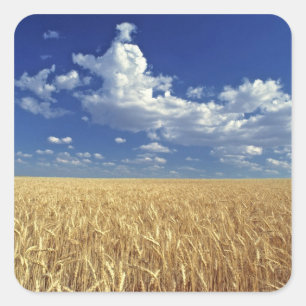 USA, Washington State, Colfax. Ripe wheat Square Sticker