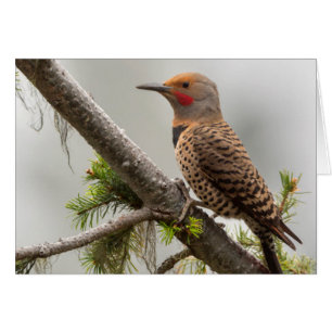 USA, Washington State. Male Northern Flicker 2