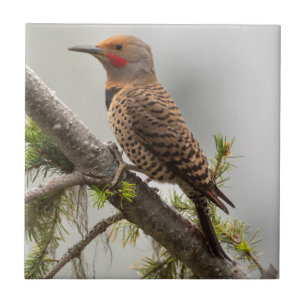 USA, Washington State. Male Northern Flicker 2 Ceramic Tile
