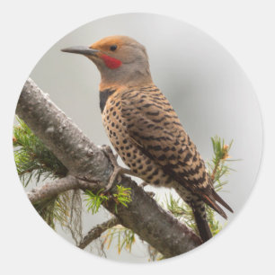 USA, Washington State. Male Northern Flicker 2 Classic Round Sticker