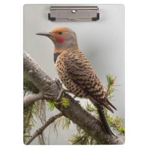 USA, Washington State. Male Northern Flicker 2 Clipboard