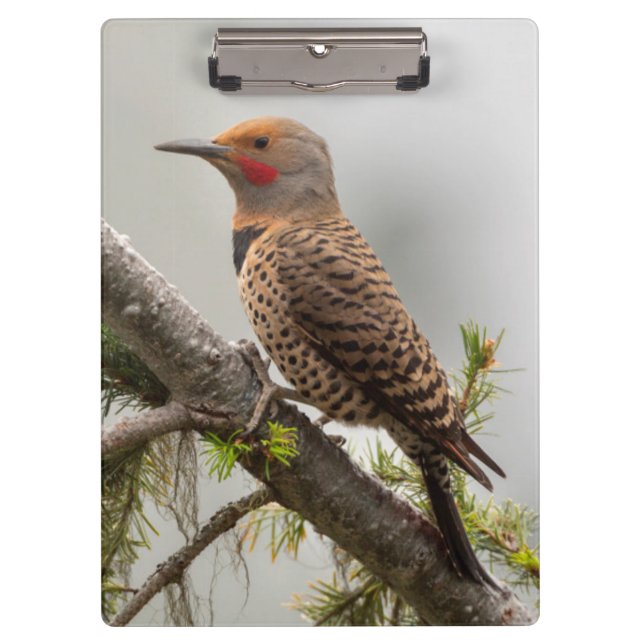 USA, Washington State. Male Northern Flicker 2 Clipboard (Front)