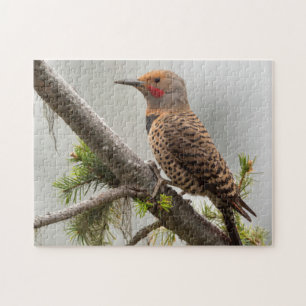 USA, Washington State. Male Northern Flicker 2 Jigsaw Puzzle