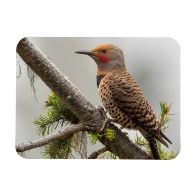 USA, Washington State. Male Northern Flicker 2 Magnet (Horizontal)