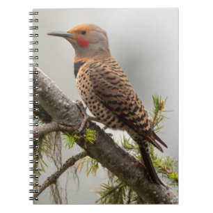 USA, Washington State. Male Northern Flicker 2 Notebook