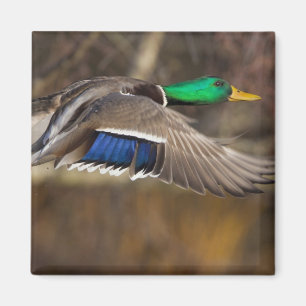 USA, Washington State, Mallard, male, flight. Magnet