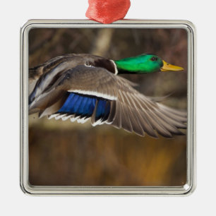 USA, Washington State, Mallard, male, flight. Metal Ornament
