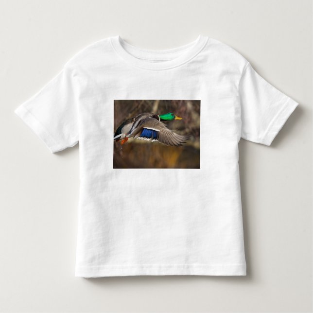 USA, Washington State, Mallard, male, flight. Toddler T-Shirt (Front)