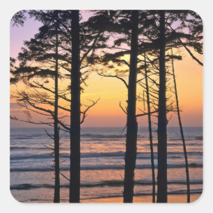 USA, Washington State, Olympic NP. Delicate Square Sticker
