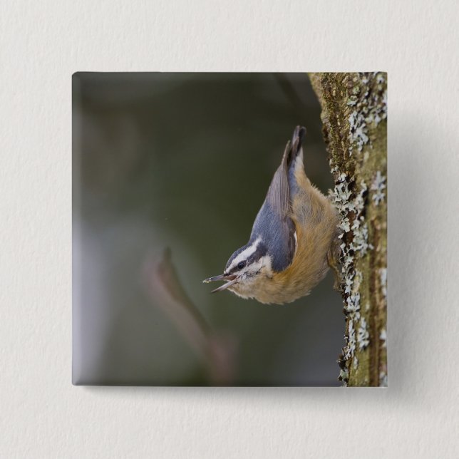 USA, Washington State, Red-brested Nuthatch, 15 Cm Square Badge (Front)