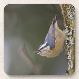 USA, Washington State, Red-brested Nuthatch, Coaster