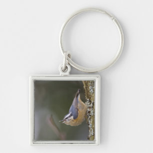 USA, Washington State, Red-brested Nuthatch, Key Ring