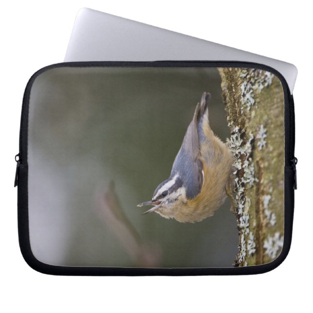 USA, Washington State, Red-brested Nuthatch, Laptop Sleeve (Front)