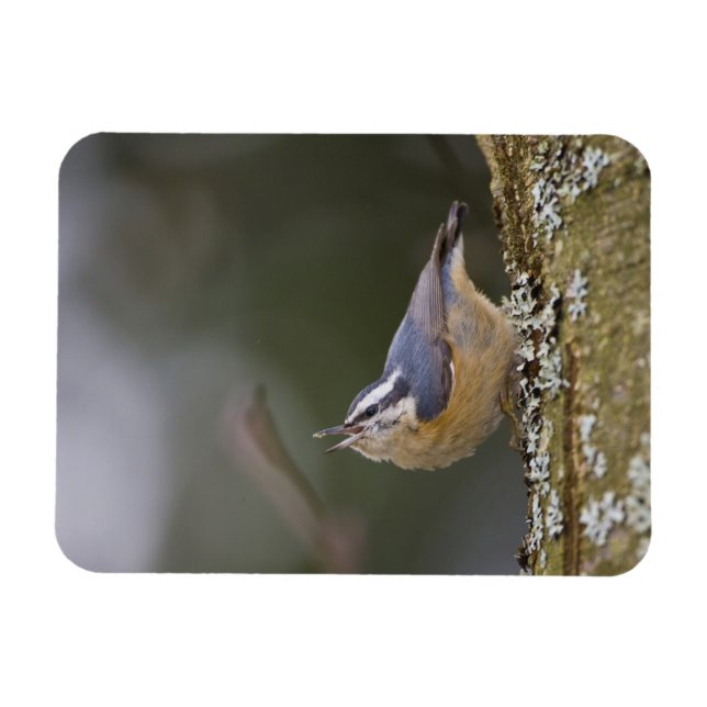 USA, Washington State, Red-brested Nuthatch, Magnet (Horizontal)