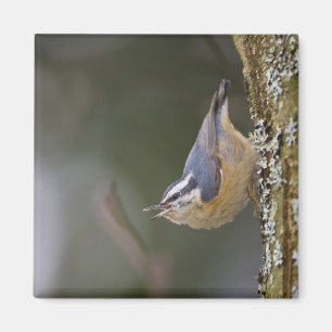 USA, Washington State, Red-brested Nuthatch, Magnet