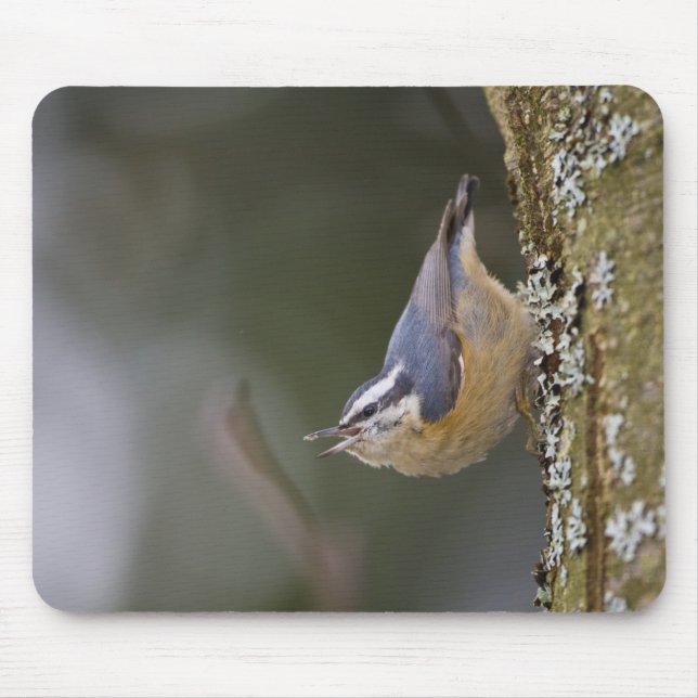 USA, Washington State, Red-brested Nuthatch, Mouse Pad (Front)