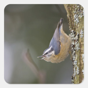 USA, Washington State, Red-brested Nuthatch, Square Sticker