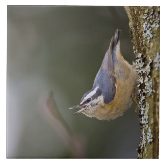 USA, Washington State, Red-brested Nuthatch, Tile (Front)