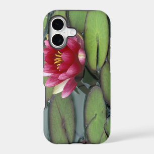 USA, Washington State, Seattle. Water lily and