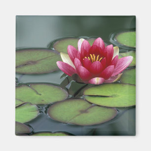 USA, Washington State, Seattle. Water lily and Magnet