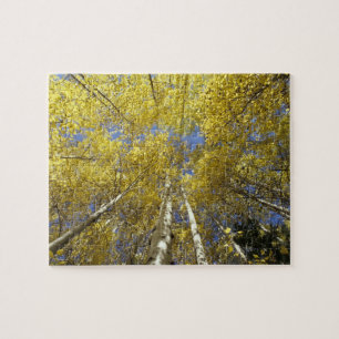 USA, Washington, Stevens Pass Fall-coloured aspen Jigsaw Puzzle