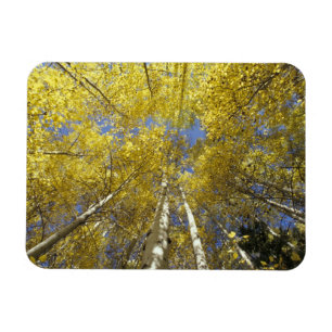 USA, Washington, Stevens Pass Fall-coloured aspen Magnet