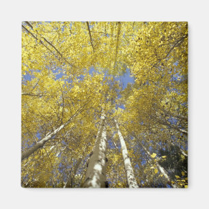 USA, Washington, Stevens Pass Fall-coloured aspen Magnet