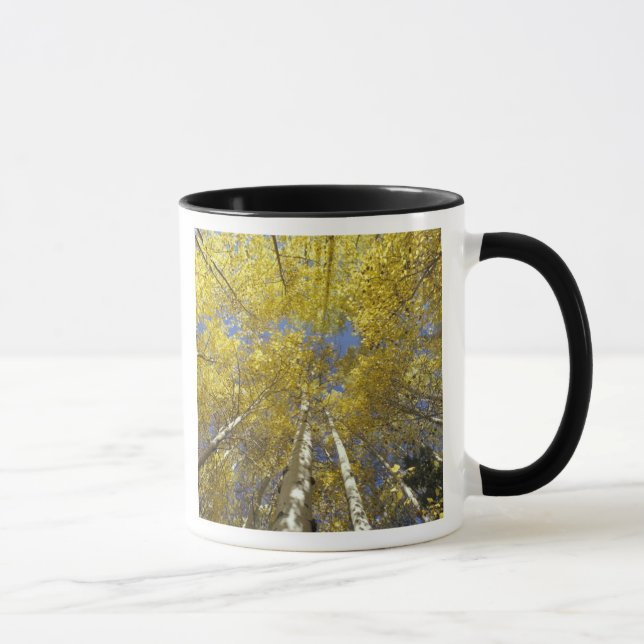 USA, Washington, Stevens Pass Fall-coloured aspen Mug (Right)