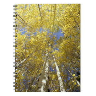 USA, Washington, Stevens Pass Fall-coloured aspen Notebook