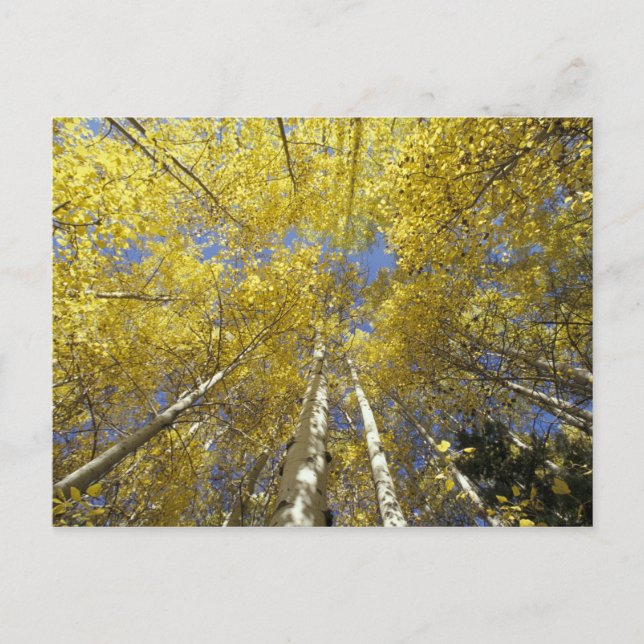USA, Washington, Stevens Pass Fall-coloured aspen Postcard (Front)
