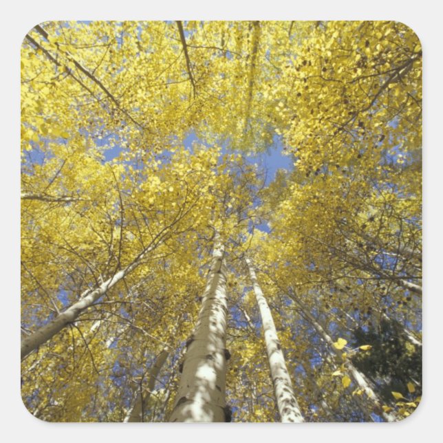 USA, Washington, Stevens Pass Fall-coloured aspen Square Sticker (Front)