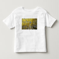 USA, Washington, Stevens Pass Fall-coloured aspen