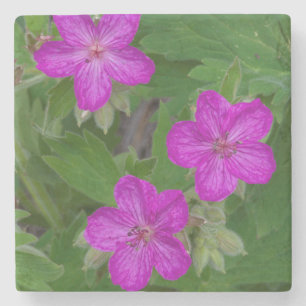 USA, Washington, Turnbull National Wildlife Stone Coaster