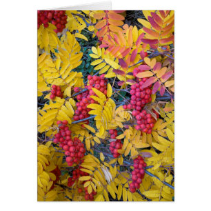 USA, Washington, Western Mountain Ash, Okanogan